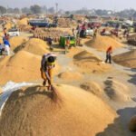 dhanya खरीप हंगाम २०२६-२७ : शासकीय धान्य खरेदीसाठी समान गुणवत्ता निकष